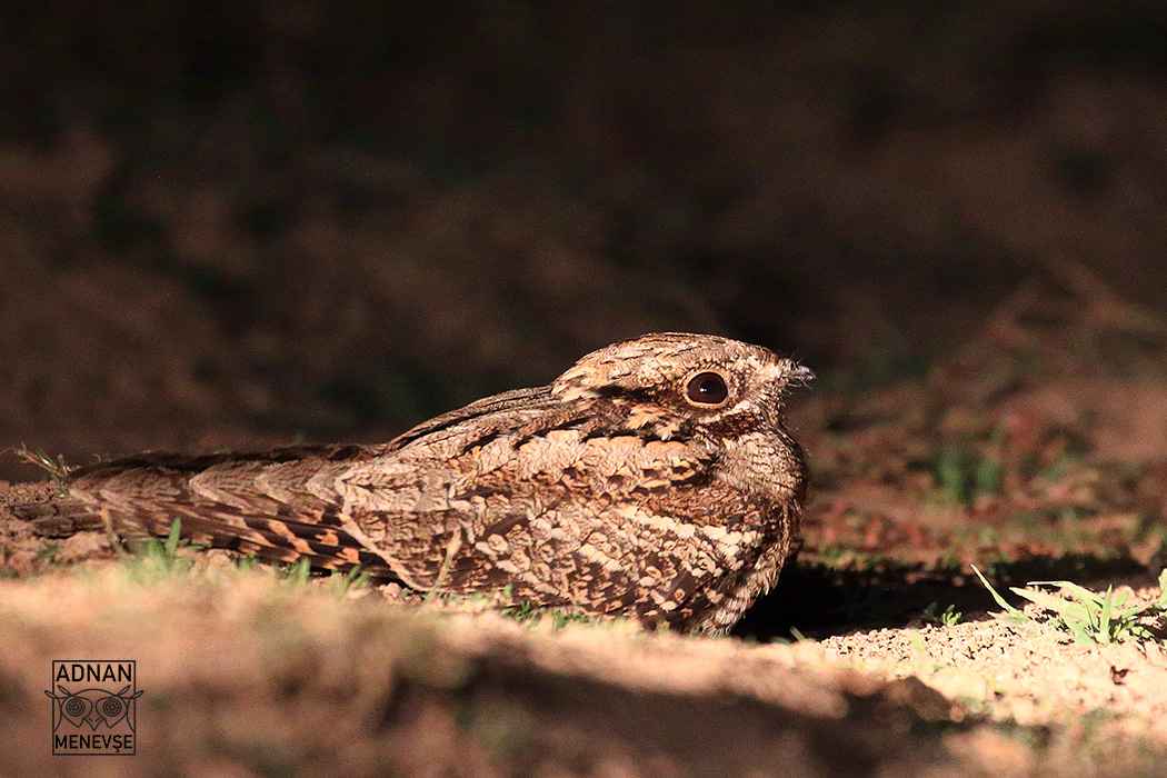 Eurasian Nightjar